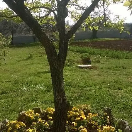 Ulivo *