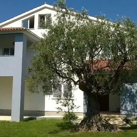 Ulivo * Fazana
